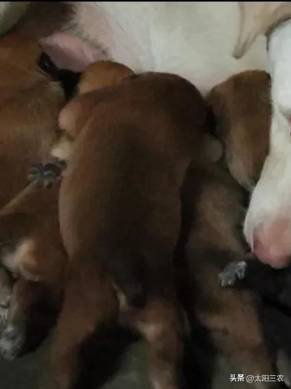 马犬是哪种狗杂交,马犬杂交土狗有什么特征