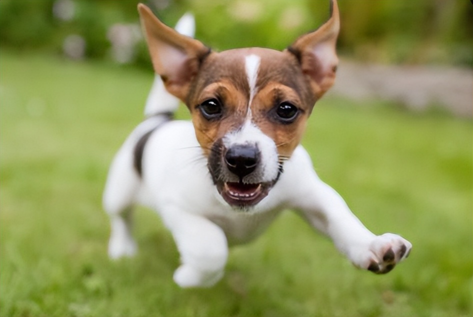 狗狗分离焦虑症最佳解决方法,人一出门狗狗就不停的开始叫