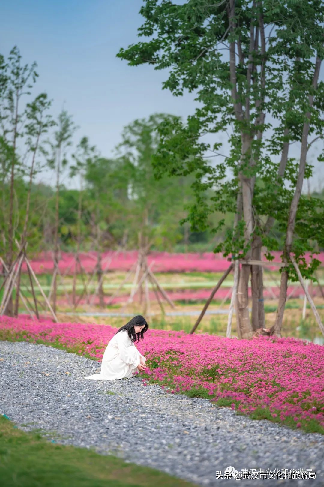 万亩野生古茶园,武汉野生森林