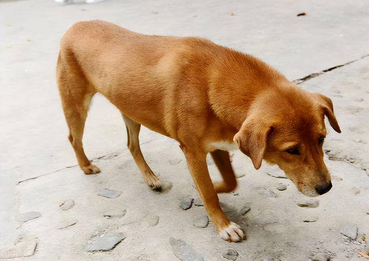 什么样的狗相是旺家狗,天生凶相的狗有哪些特征