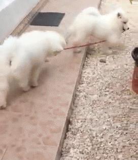 萨摩耶串串幼犬怎么挑选,萨摩耶如何判断是不是串串