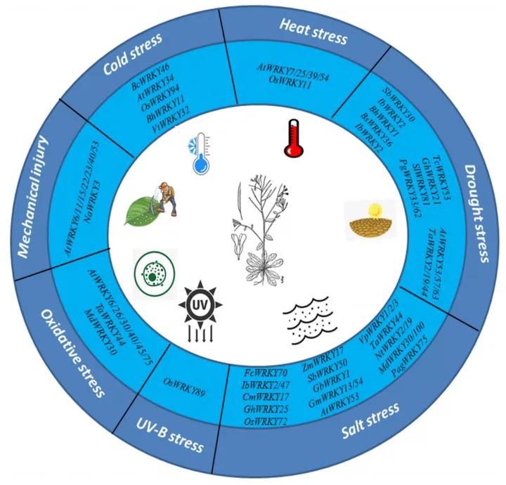 WRKY家族想做个自我介绍（二）