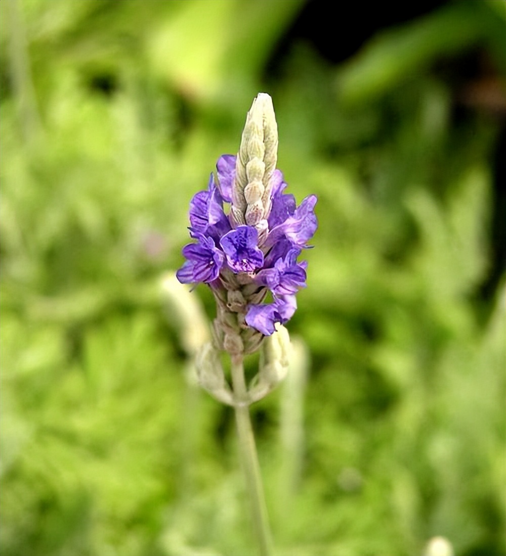 羽叶薰衣草的养护方法视频,羽叶薰衣草的养殖方法和注意事项