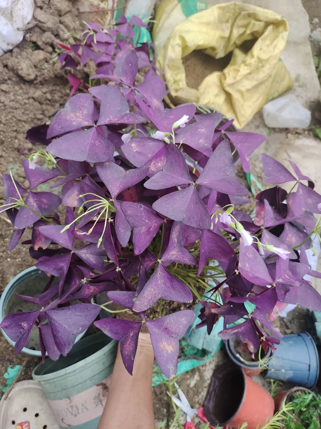 刚买回来的盆栽掉叶子怎么回事,盆栽蔫了怎么补救