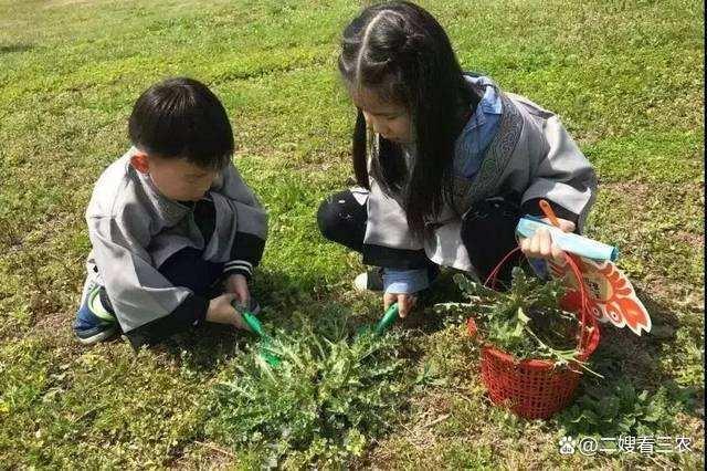 春天不可辜负的六种野菜,十大高钙野菜排名