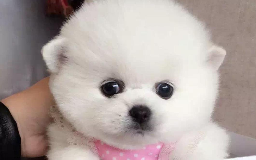 博美为什么泪痕严重,博美泪痕严重有办法解决吗