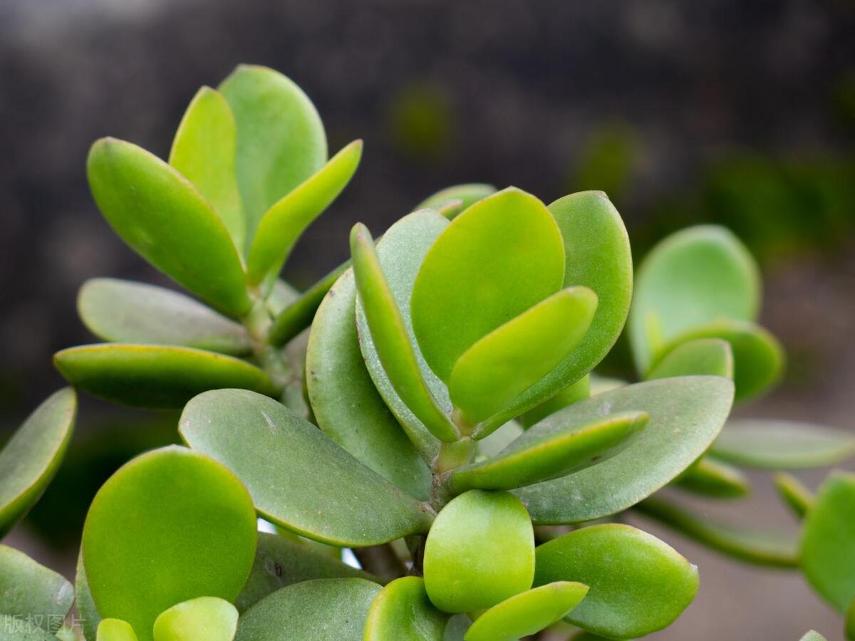 燕子掌怎么养长得最快,燕子掌怎么养粗壮又好看