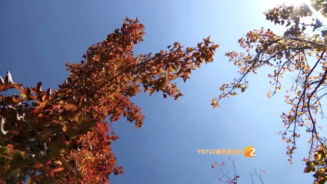 秋天的云南哪里漂亮又美丽,有一种美叫云南的秋天美景