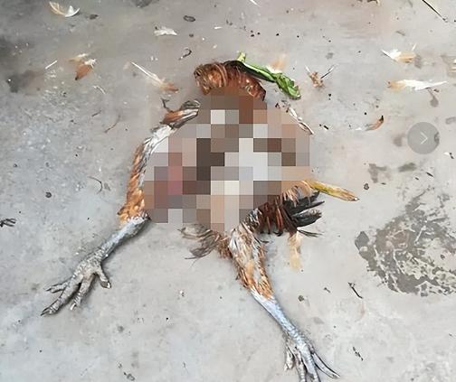 广东老太太捡了一只猫,广东老太上山捡了只小猫