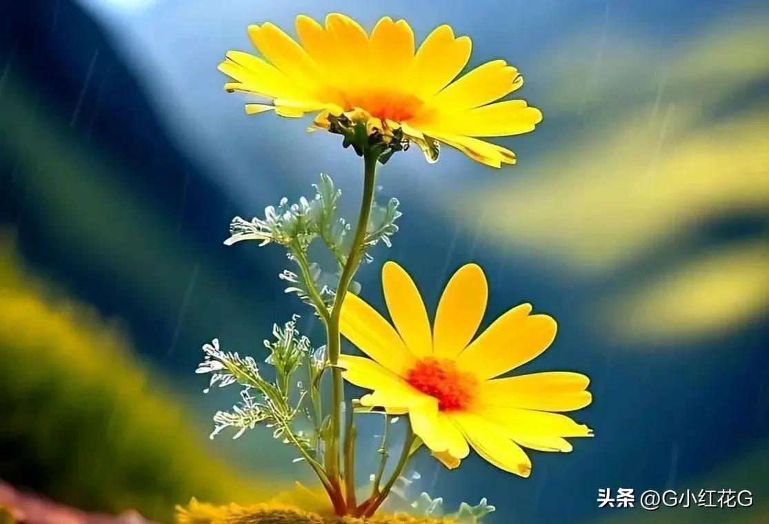 什么是爱情精辟回答,什么是爱情10句话揭爱情真相