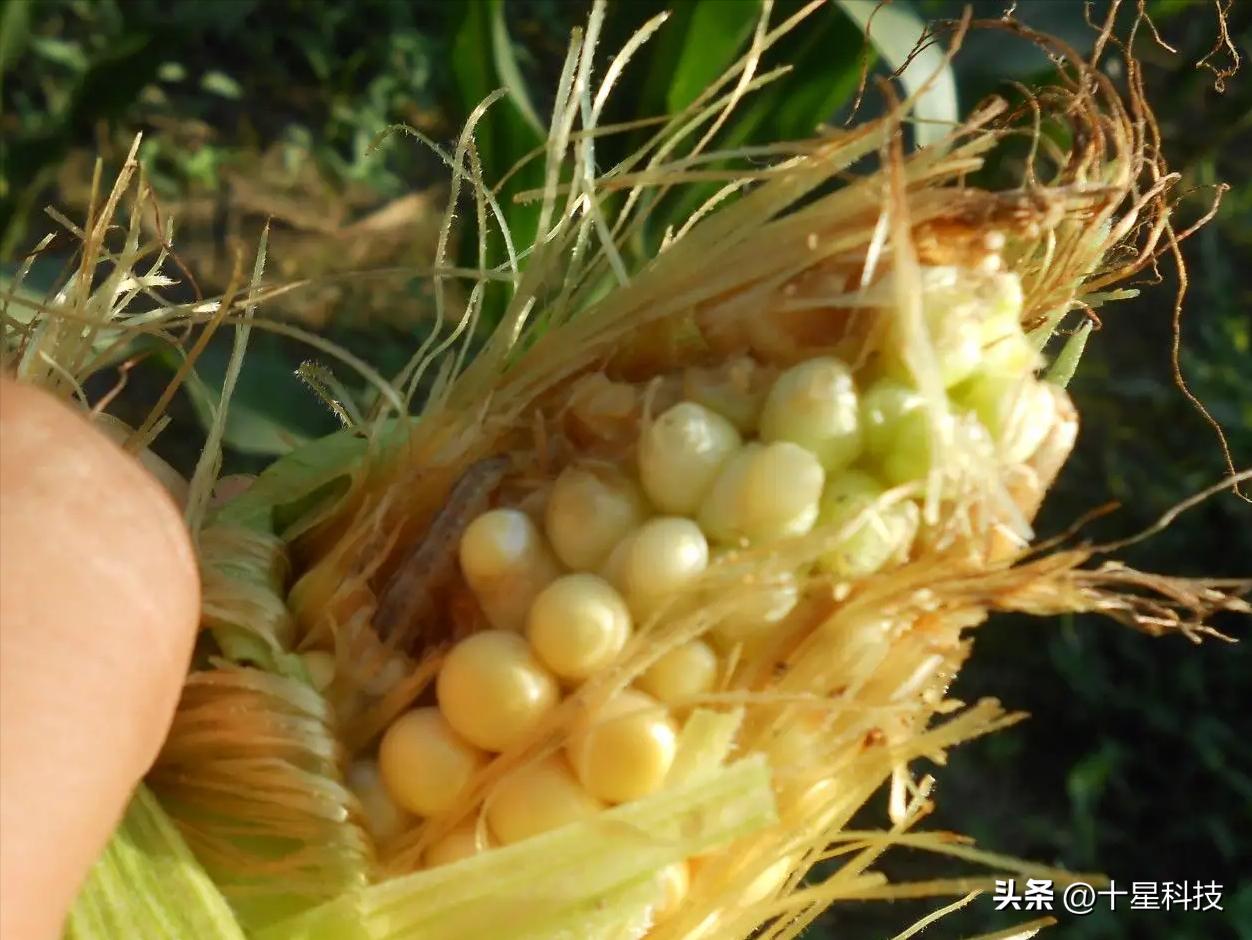 玉米抗虫品种审定,2022年抗虫的玉米种