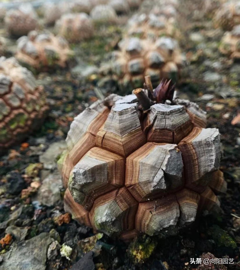 龟甲龙多长时间才能发根,南非龟甲龙先抽芽后发根吗