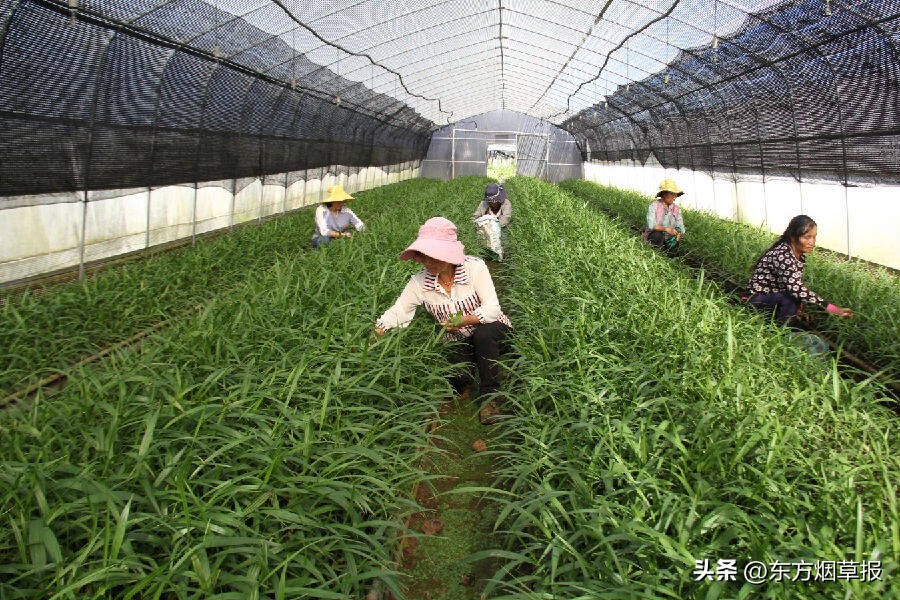 致富经药材种植白芨,新品种白芨种植一亩利润