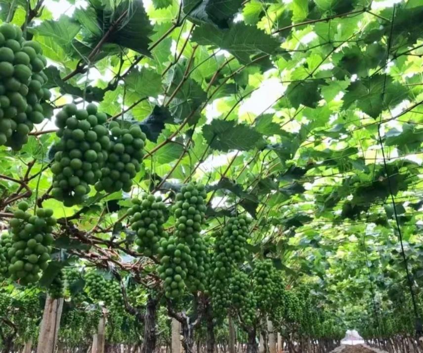 种植阳光玫瑰一年利润多少,阳光玫瑰40亩卖700多万