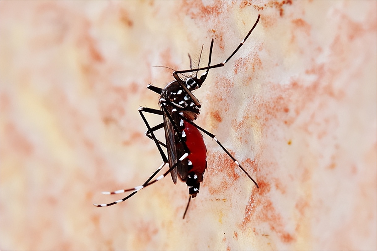 蚊子太多灭蚊子最有效的方法,灭蚊子的小妙招一个夏天没蚊子