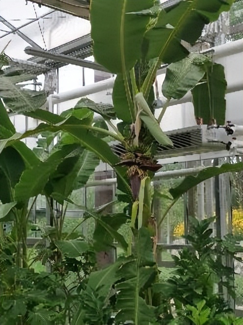 春华秋实农博园摘油桃,春华秋实农博园草莓采摘