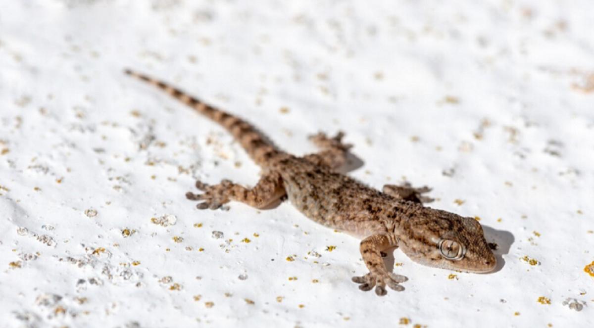 为什么壁虎也在五毒之中,壁虎为啥是五毒