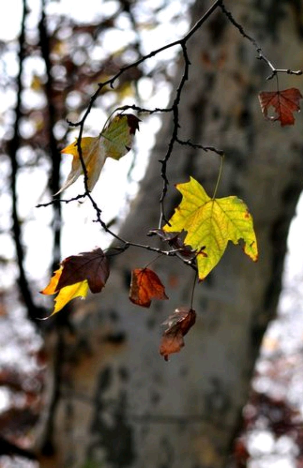 无情的岁月苍老了你的容颜散文,散文往事已然苍老