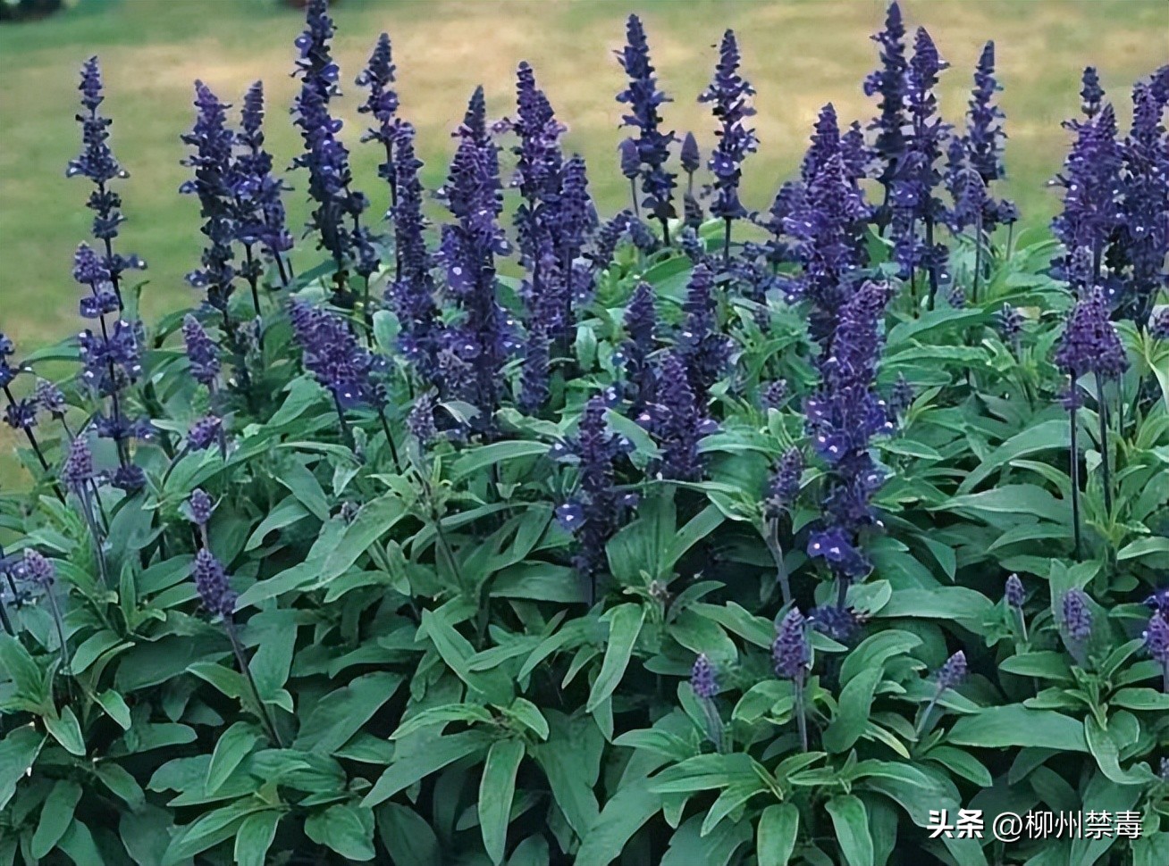 是“毒”还是“菜”？巧用微信“扫一扫”，*品毒**原植物立刻原形毕露！