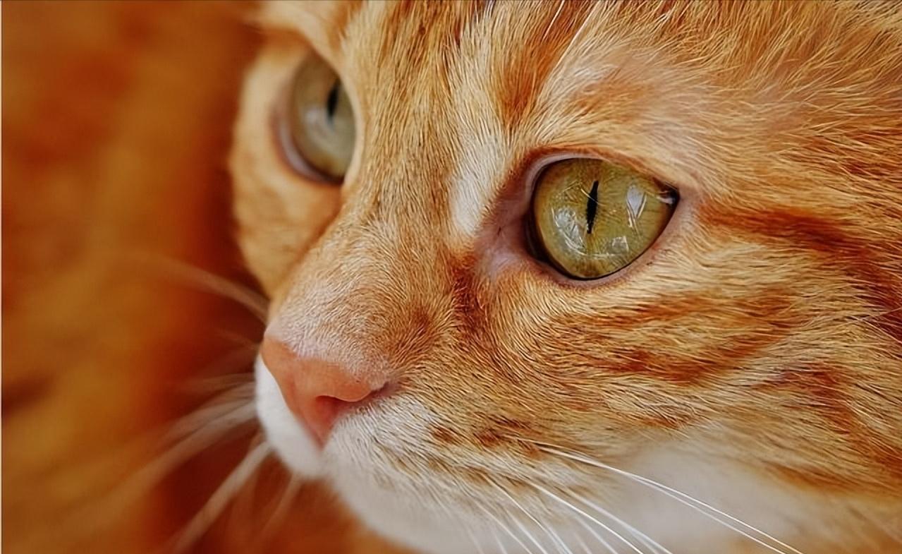 养得好的猫咪有什么特征,猫咪有几个优点