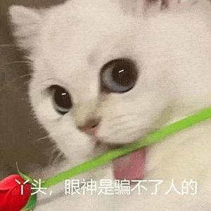 一不小心成变态！“Ilovecat”不是“我喜欢猫”