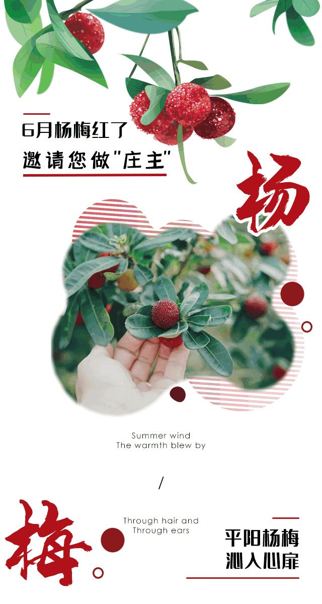 带你们体验摘杨梅的乐趣,酸酸甜甜的杨梅有谁陪我一起采摘