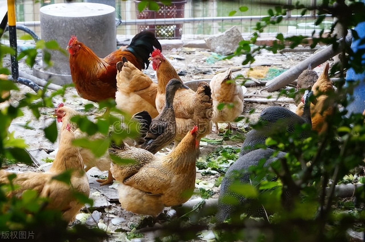 适合农村最赚钱的独门小生意,农村赚钱的小生意有哪些