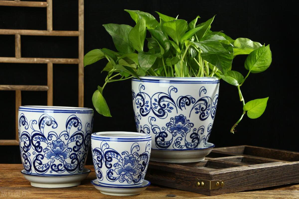 室内好养的绿植方形花盆,最难养的绿植客厅花盆推荐