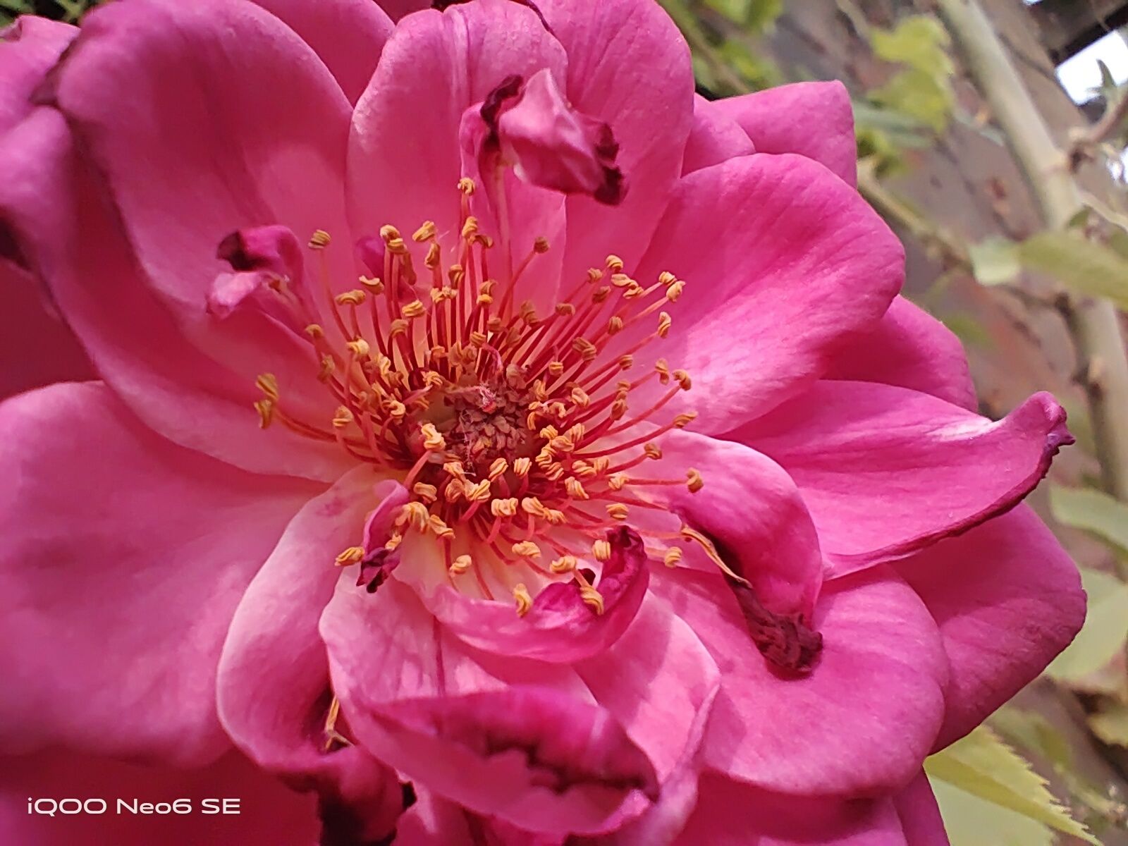 iqooneo6se要买最高配吗,iqooneo6se870是巅峰版吗