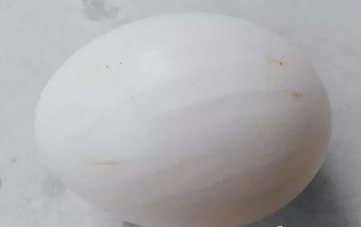 鸭子不产蛋怎么治疗,鸭子产畸形蛋是怎么回事