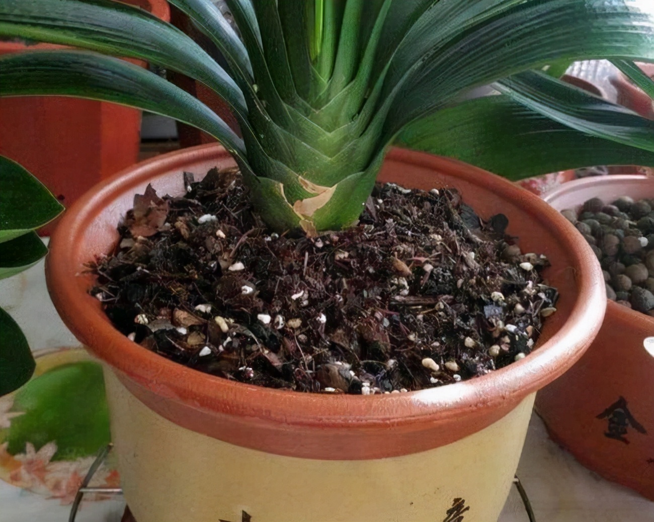 君子兰怎么养才能长得快又茂盛,君子兰怎样才能养出精品