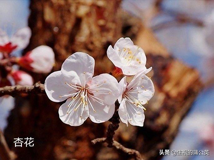 100种花草图片欣赏,50种花草图片大全