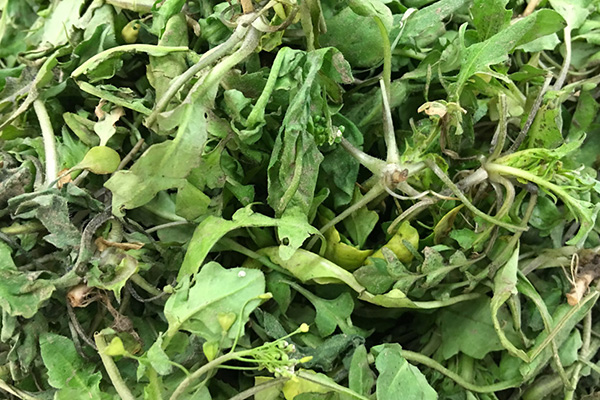 牛奶跟什么食物吃可以补钙,想补钙吃钙片有用吗