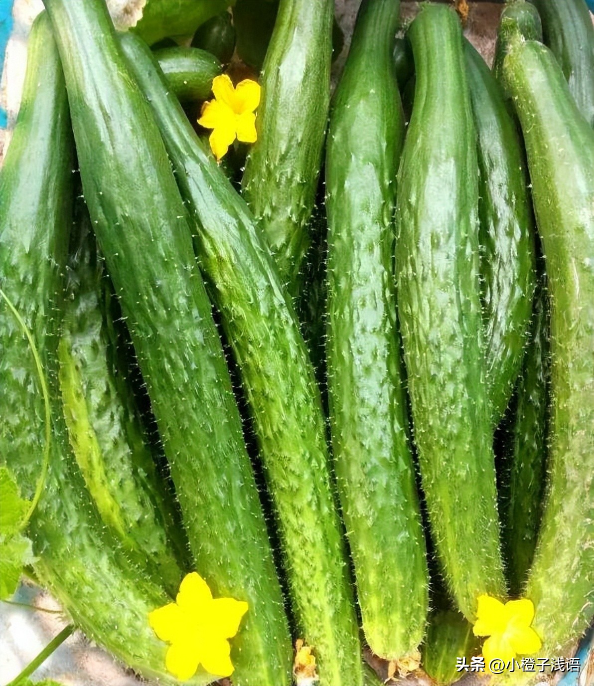 新疆志愿者为居民买菜,新疆志愿者为民族居民买菜的视频