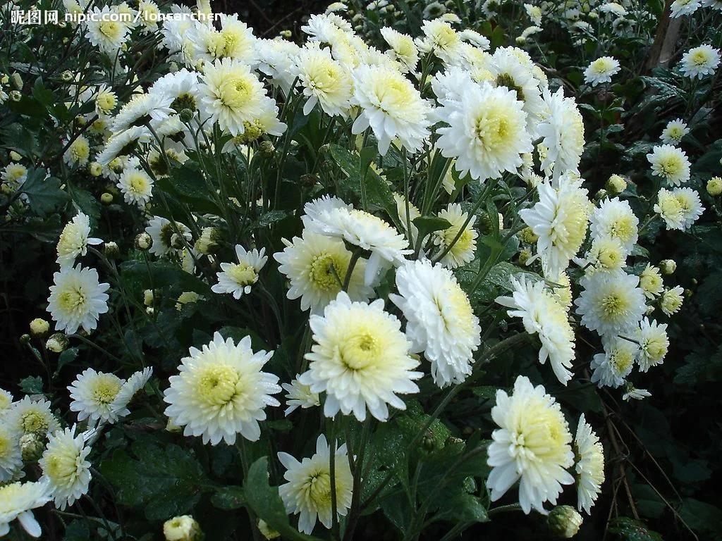 黄山贡菊2024年价格预计多少一斤,黄山贡菊是白菊吗价格多少钱一斤