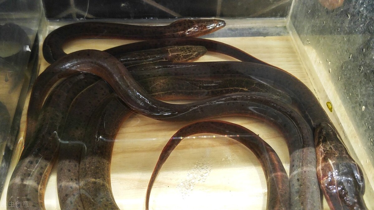 土池养黄鳝一亩需要多少种苗,水泥池塘养殖黄鳝