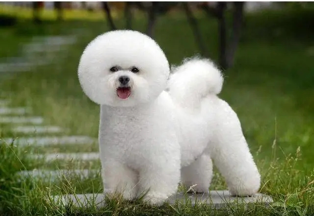 比熊吃鱼油有什么好处,比熊断尾的好处与坏处