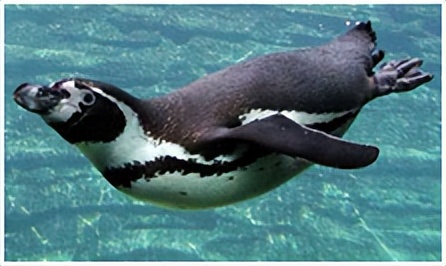 鸟类在分类学中统称为什么,鸟纲分类总表