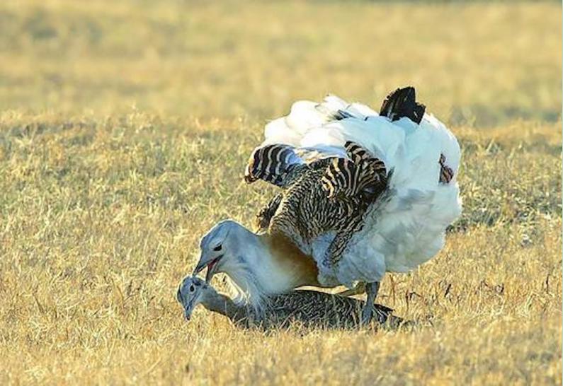 为何*楼青**老板娘叫*鸨老**？鸨能和所有鸟交配，真的是“万鸟之妻”？