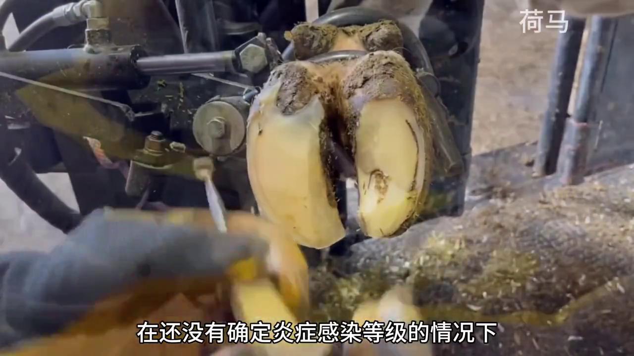 老牛得了脚疼病，希望它能康复！#修牛蹄