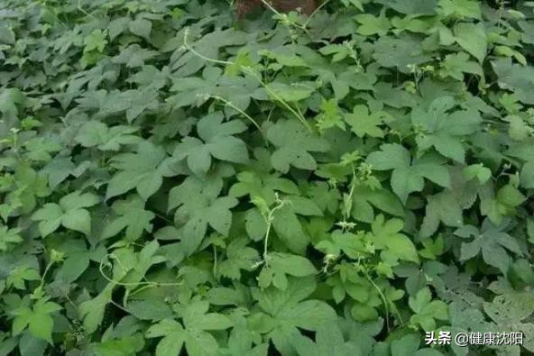 了解过敏性结膜炎的症状和治疗,饱受过敏性结膜炎的困扰