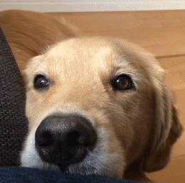 买金毛犬，要牢记这5点，轻松辨别“假金毛”，以后别买错