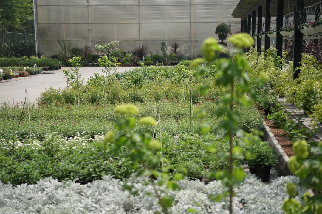 提前盛开！成都市区这个被偏爱的宝藏地又上新，即将刷爆全网