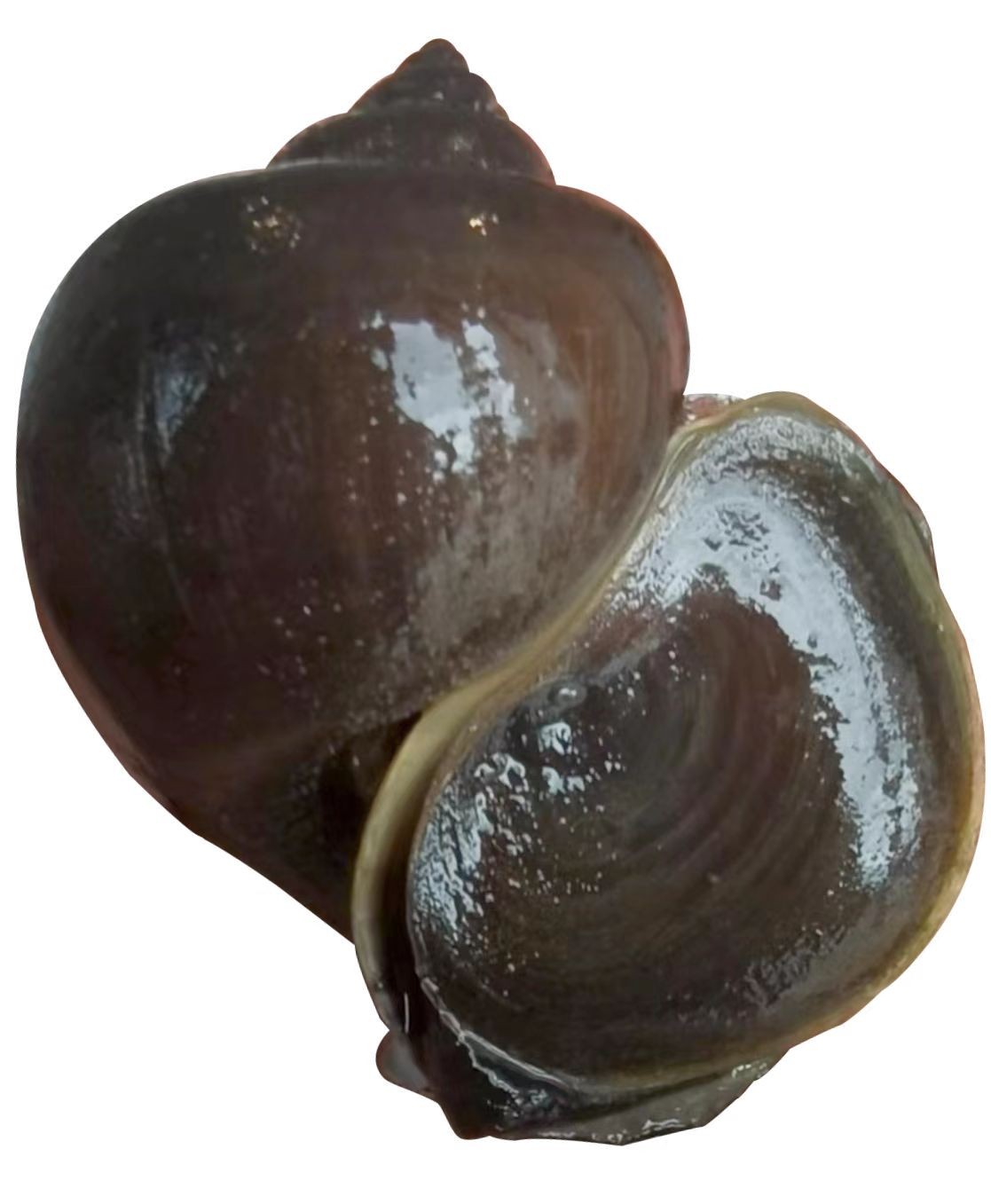 外来入侵水生动物福寿螺,外来水生生物入侵措施