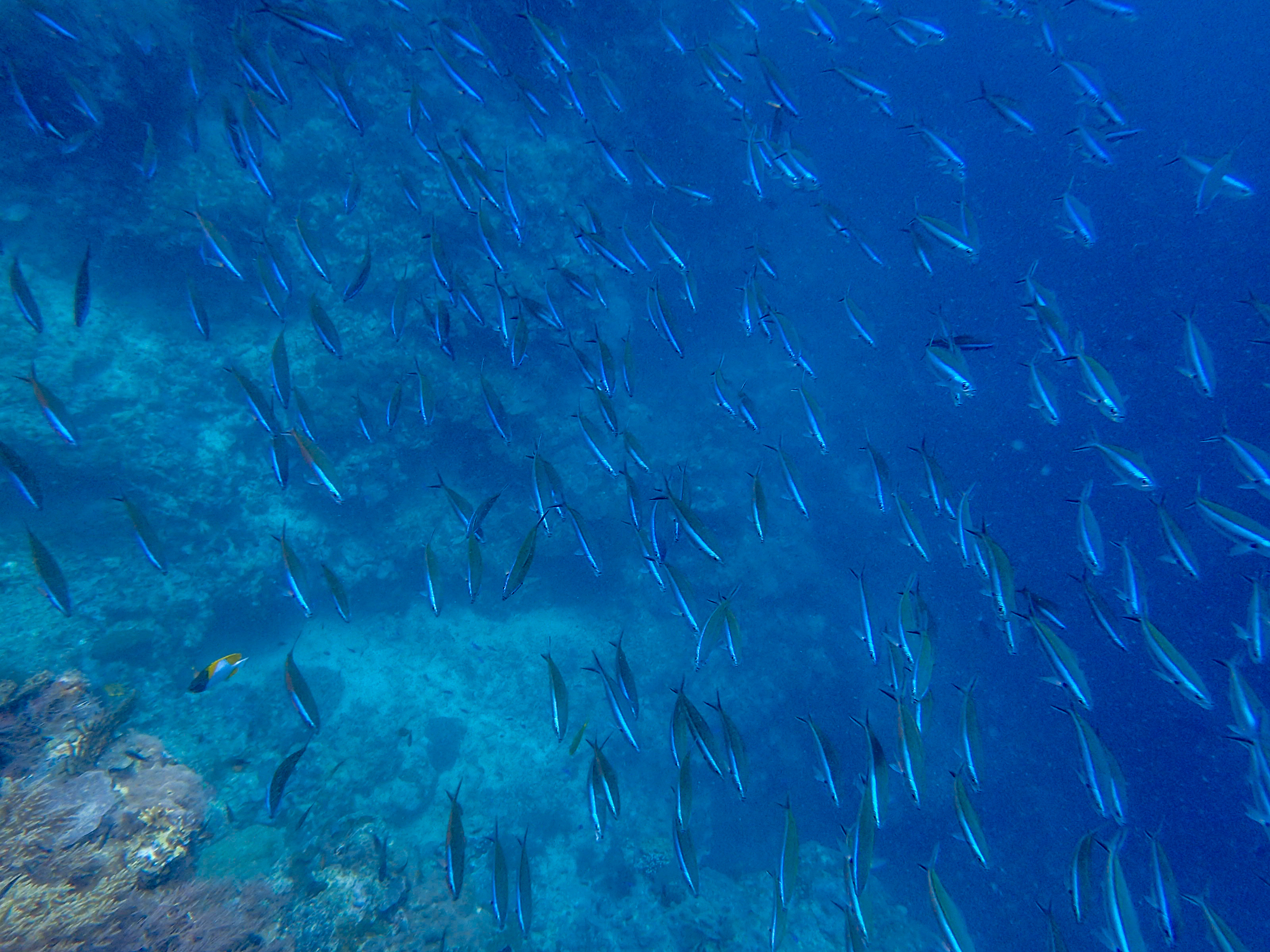 马来西亚仙本那海底,潜水马来西亚仙本那