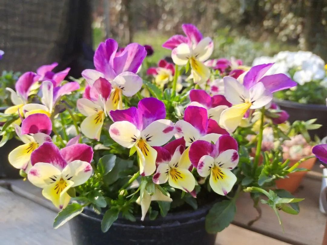 零下10度什么花冻不死,冬天不怕冷的花和植物