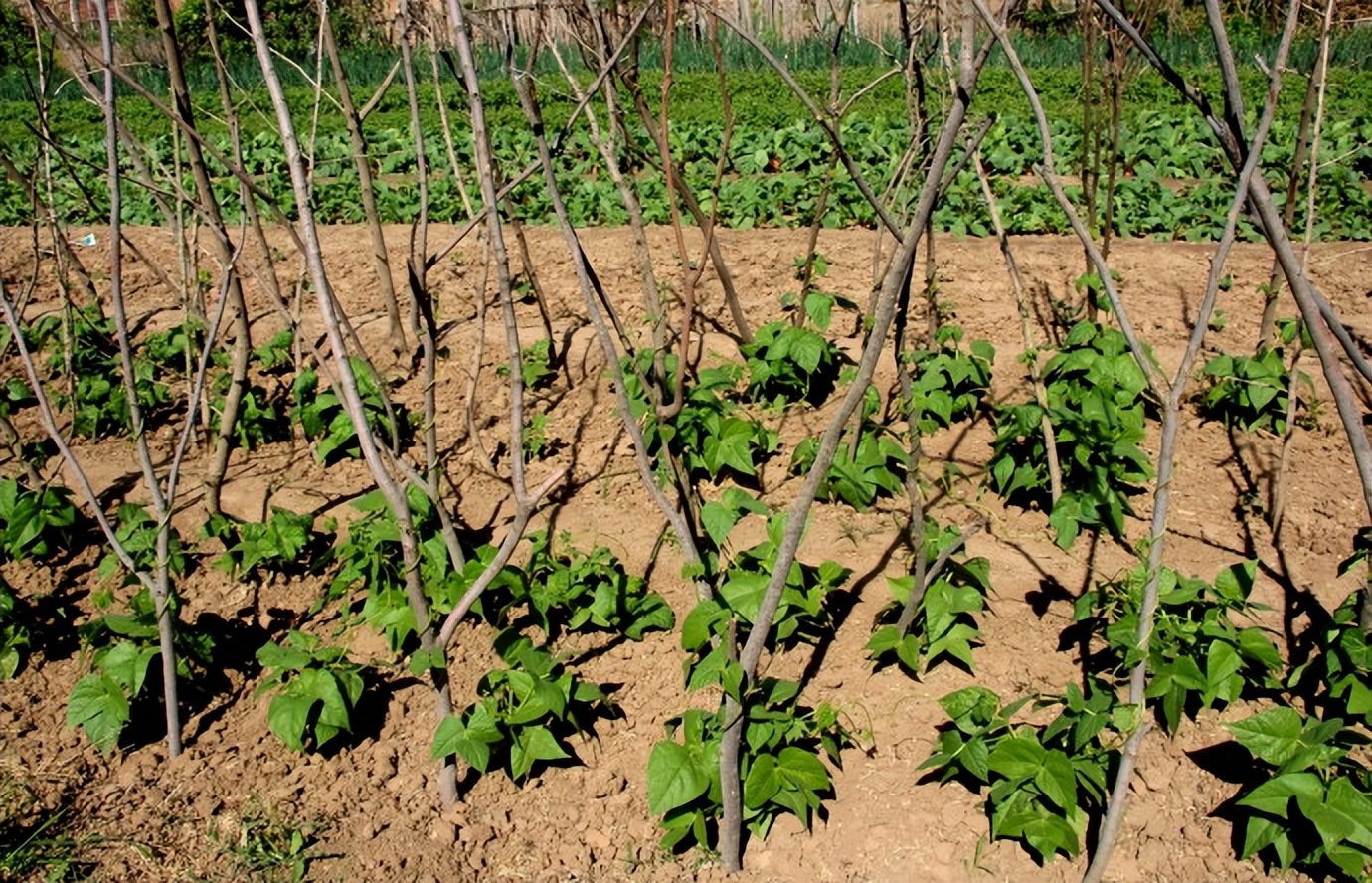浣撴鍓嶄竴澶╁皬閰屽彲浠ュ悧,浣撴鍠濋厭