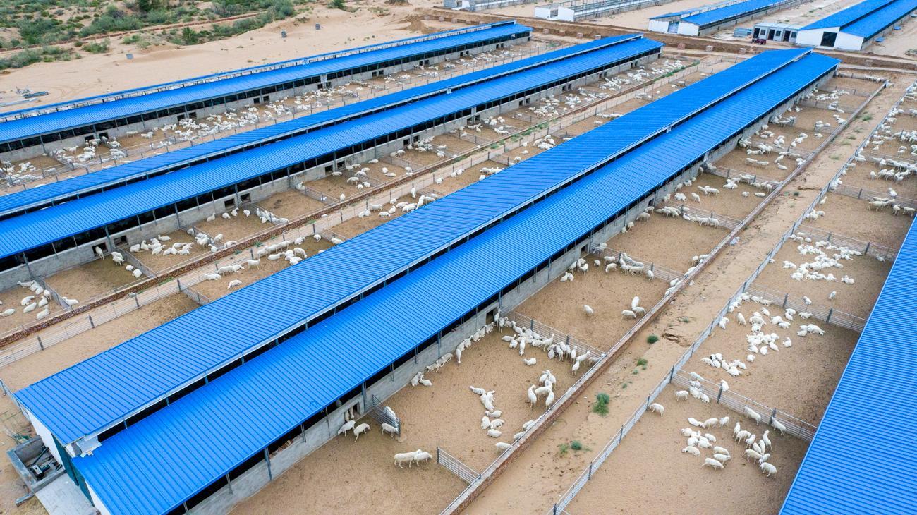 滩羊产业高质量发展实施方案,关于推进羊产业高质量发展的意见