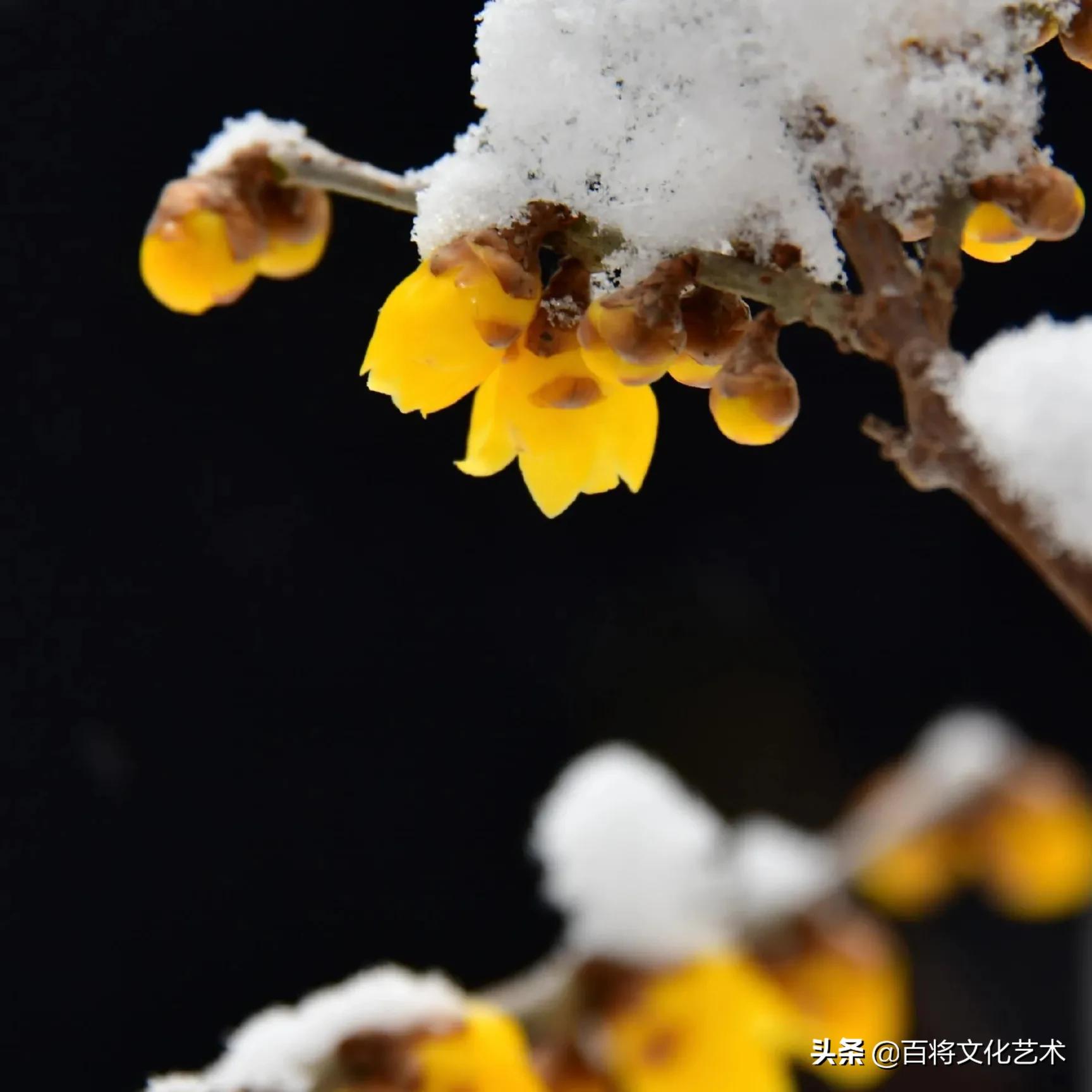 「百将文化」枝横碧玉天然瘦，恋破黄金分外香