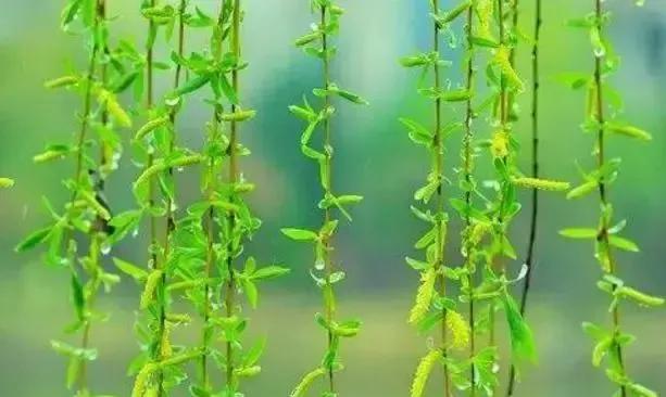 柔丝弄早春,柳枝婀娜醉春风,期盼好事要发生